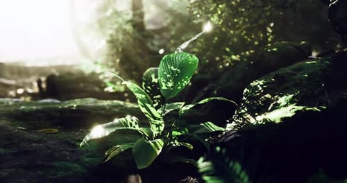 Sunlight Filtering Through Foliage Highlights a Vibrant Green Plant in a Forest