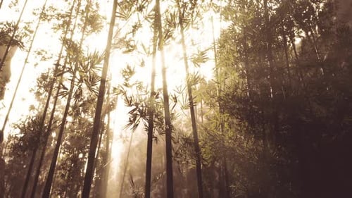 Sunlight Filters Through Tall Bamboo Trees in a Serene Forest Setting