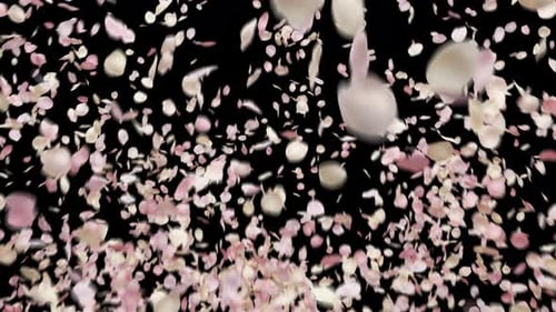 Romantic Falling Pink Petals Overlay