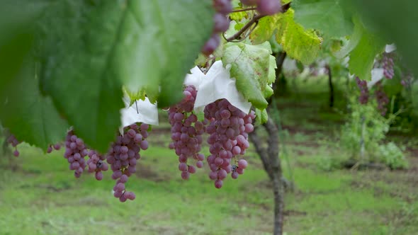 Slow motion pull out shot over ripe grapes growing in Japan, Nature ...