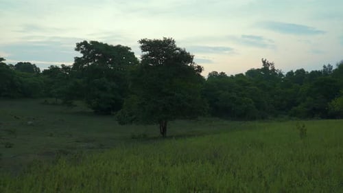 Aerial view of solitary tree standing in a lush green field. A lone tree in the middle of meadow