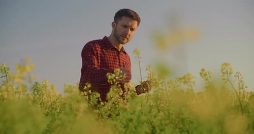 Agricultor inspecionando o campo de canola em busca de doenças