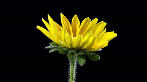 Yellow Flower Blooming on Black Background