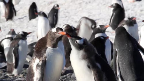 Penguin Chick Begs for Food in Antarctica