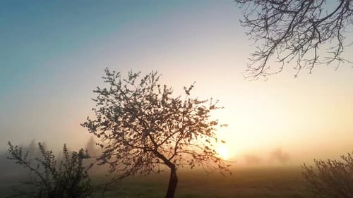 Sunrise behind a cherry tree in the Polish countryside - gopro time lapse