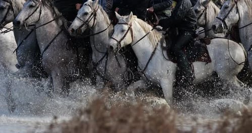 Camargue horses running in the marshland, Camargue, France
