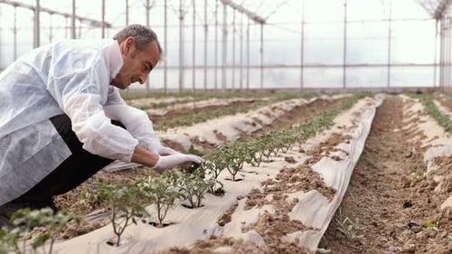Man Checking Crops in Greenhouse