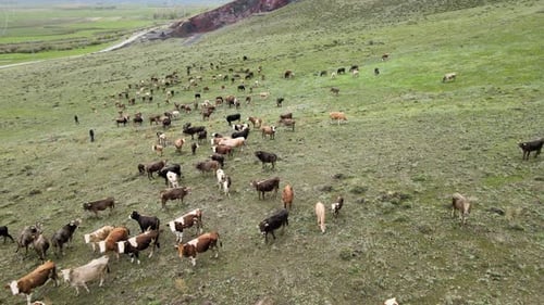 Cattle Herd Grazing on Green Rural Hillside