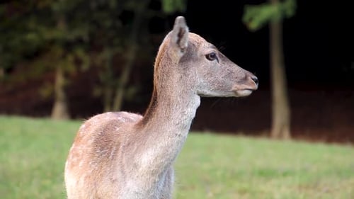 Female deer standing on the meadow and looking into the camera. Curious deer.