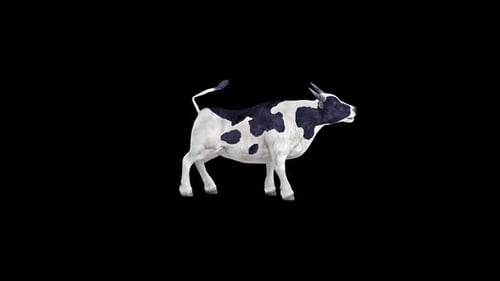 Banteng Moving 2