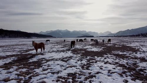 Horse herd grazing on field mountains highway in the background circled