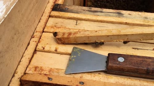 Beautiful Winged Bee Slowly Flies to Beehive Collect Nectar on Private Apiary from Live Flowers