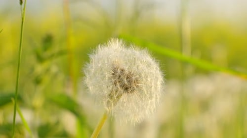 Diente de león en un campo de primavera