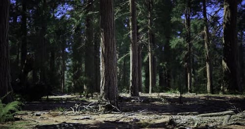 Large Forest with Towering Trees and Undergrowth During Daylight Hours