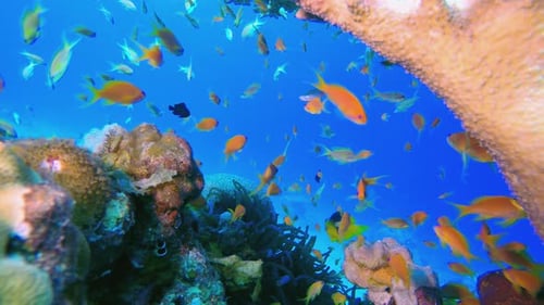 Reef Coral Garden Underwater Life