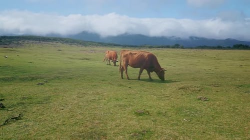 Cows Grazing in Green Field on a Sunny Day