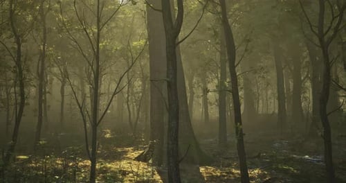 Misty Morning in the Enchanting Forest with Sunlight Filtering Through Trees