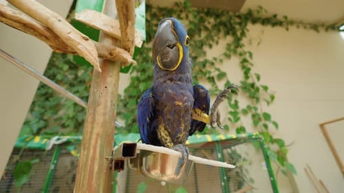 Hyacinth macaw looking into the camera.