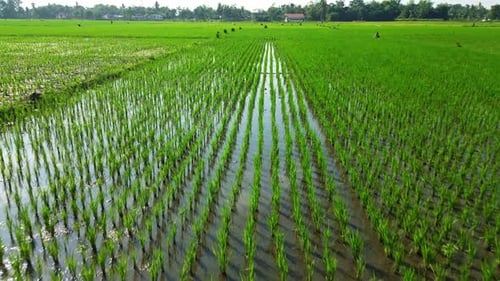 Aerial view of lush green paddy fields, Indonesia.