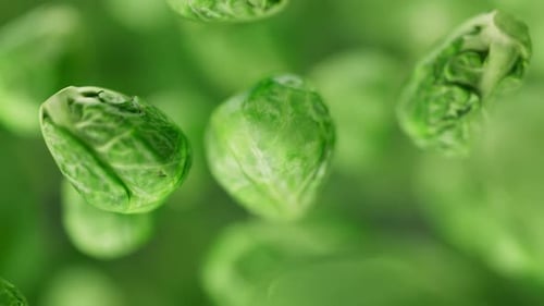 Animation of a group of brussels sprouts. Defocus. Close-up.