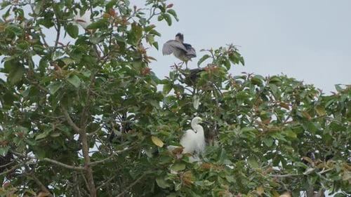 Cattle egreat and stork are sitting on the whole tree.
