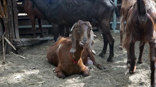 Little brown goat lying down while eating