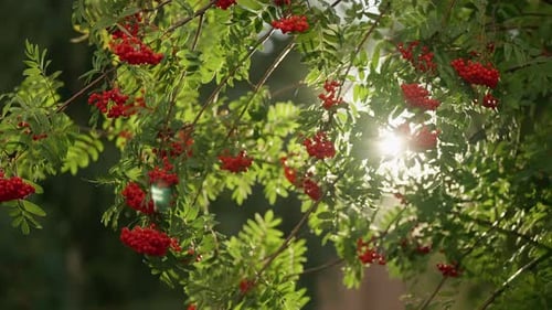 Sonnenbeschienene Vogelbeerzweige voller leuchtend roter Beeren in einem üppigen Garten als warmes Sonnenlicht und sanfte Linse
