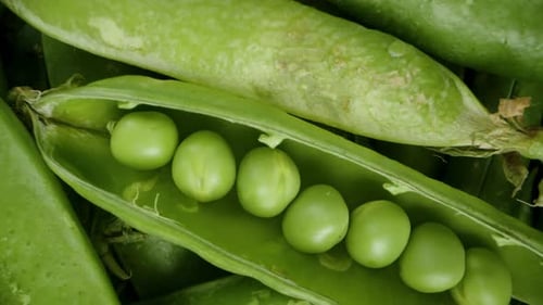 Green Pea Pods on a plate, dolly zoom, macro on a black background. Rotating.