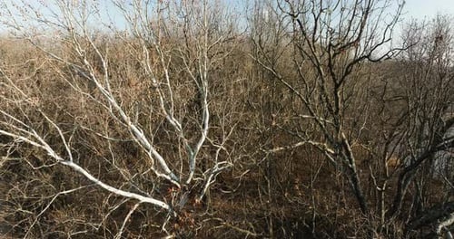 Dried Forest With Leafless Branches Near Lake Flint Creek, Benton County, Arkansas, USA. Aerial Shot