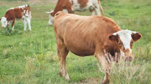Cows Grazing on Green Pasture in Daytime