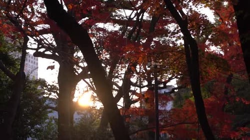 Beautiful slow motion view of bright red autumn colored trees with sunlight