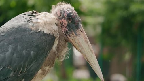 Bildnis eines großen Marabustorchs mit fleckiger Glatze und schwerem Schnabel, der auf dem Boden steht mit