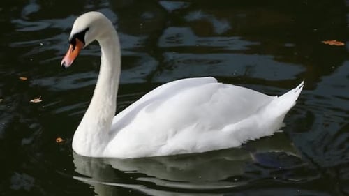 Elegant Swan Preening on a Calm Lake