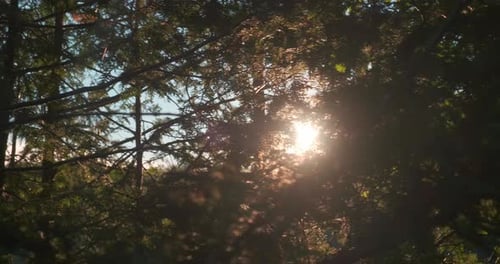 Une lumière enchanteresse qui brille à travers les arbres