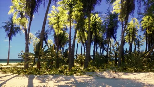 Ein tropischer Paradiesstrand mit Palmen und kristallklarem blauem Wasser