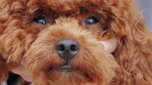 Brown Dog Close Up Portrait with Fluffy Hair