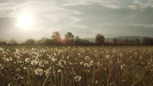 Dandelions in a field at sunset.