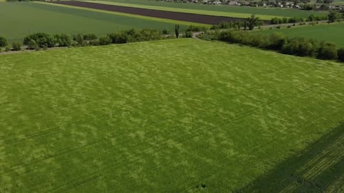 green barley and wheat fields aerial view