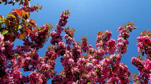 Nahaufnahme von blühenden rosa Sakura-Blüten auf Ästen vor blauem Himmel an einem sonnigen Ort
