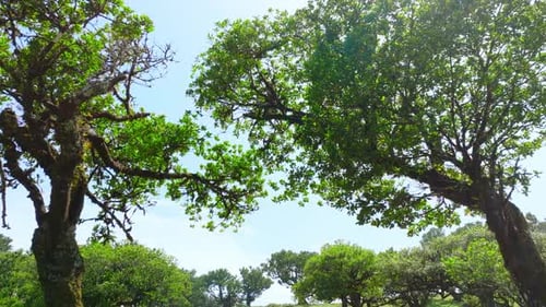 Beautiful Morning Forest Magical Trees Nature Sunlight