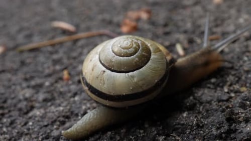 Snail crawls on the asphalt road and leaves a slime trail on the road.