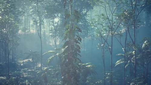 Beautiful Landscape Nature of Tropical Rainforest in Thailand