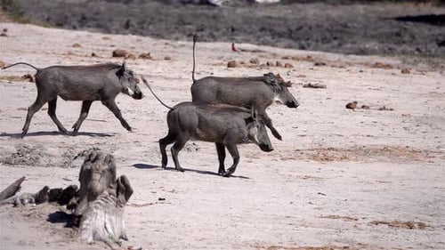 African Warthog running in the wild