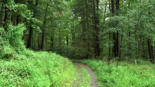 Walking through the green forest on a cloudy summer day.