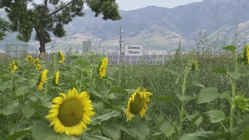 Les tournesols fleurissent et le panneau de la ville de Sliven et les montagnes des Balkans en arrière-plan