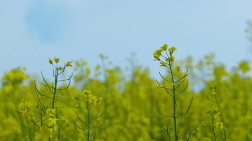 Yellow Canola Field in Rural Landscape on Sunny Day