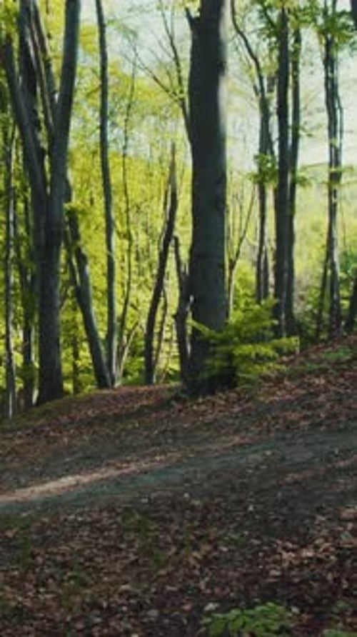 Deserted Forest Path Landscape Beauty of Nature Camera Stabilizer Shot