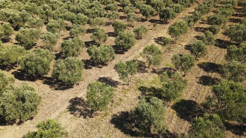 Olive Tree Plantation on Farm for the Production of Olive Oil in Europe