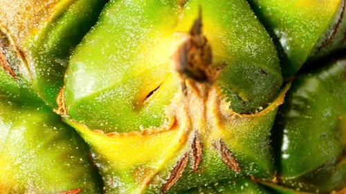 Extreme Close Up of Pineapple Rind