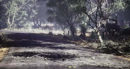 Quiet Forest Road Surrounded By Tall Trees and Scattered Leaves During Daytime